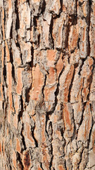 Deeply fissured and rugged texture of a Stone Pine's bark, characterized by its mosaic of reddish-brown and grayish tones.