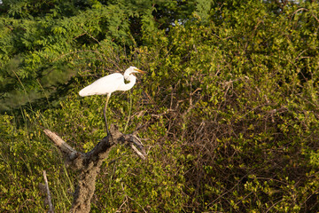 Egret Juvenile, white heron, wild birds