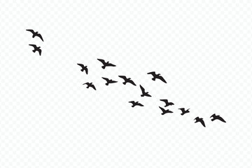 Flock of birds flying diagonally in minimal black and white Vector