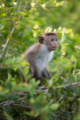 baby macaque sitting on a tree, monkey, animals of sri lanka