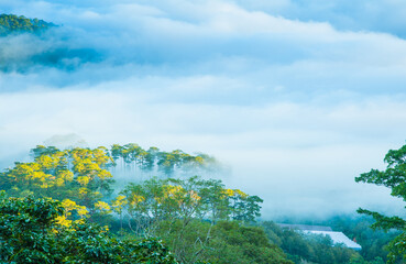 Sea of clouds floating above pine forests in Cau Dat, Da Lat, Vietnam.