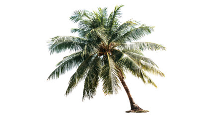 Obraz premium Tropical Palm Silhouette: A solitary palm tree stands tall, its fronds swaying gently against the backdrop of a bright day, invoking a sense of tropical serenity.