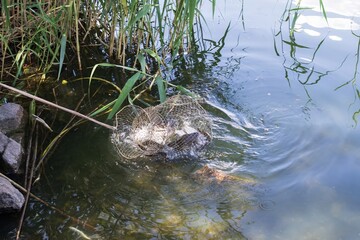 Fishing on the Dnieper. The process of fishing with a spinning rod. Fishing.