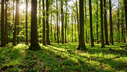 Fototapeta premium Sunlit Spring Forest Landscape.