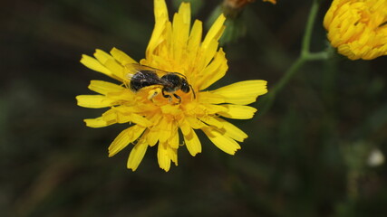 bee on flower