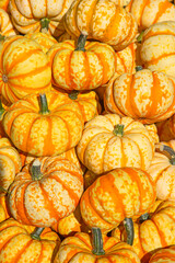 Colorful pumpkins