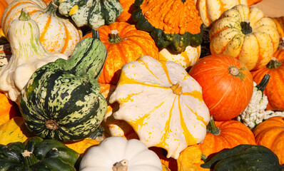 Colorful pumpkins