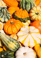 Colorful pumpkins