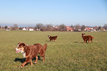 Three dogs are running in a field
