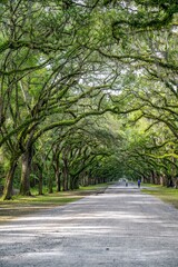 wormsloe planation reflections, savannah, georgia