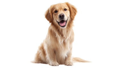 Golden Retriever's Playful Gaze: A heartwarming portrait of a Golden Retriever, the epitome of joy and loyalty, captured in a studio setting, with a soft, friendly expression that radiates warmth.