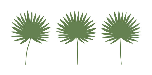 A set of summer concept fruit palm leaves. Perfect for botanical design, nature themed projects and tropical concepts.