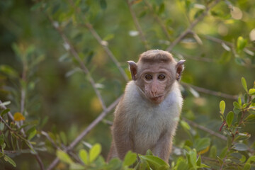 macaque sitting on a tree, monkey, animals of sri lanka