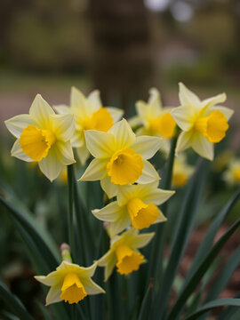 Group of Jetfire Daffodil Flowers with Blurred Background