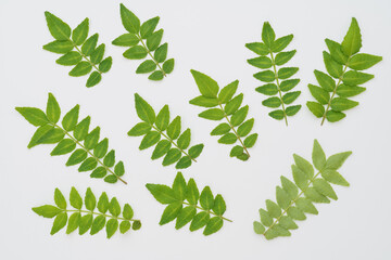 山椒の葉・木の芽