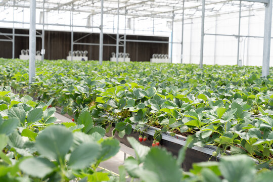 Growing red strawberries. Greenhouses of growing strawberry plants. Strawberry plantation. Growing red strawberries in gardening organic. Organic strawberry farm. Farm organic fresh strawberry