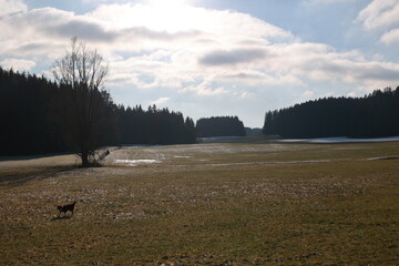 A dog is walking in a field with trees in the background