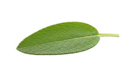 Single fresh green sage leaf isolated PNG with Transparent Background