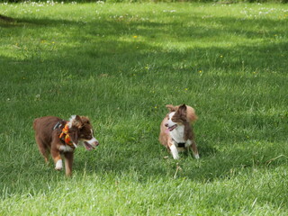Two dogs are playing in a grassy field