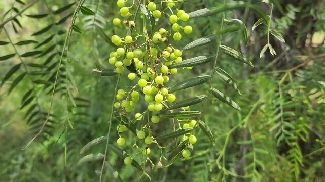 Fresh berries of the Peruvian peppertree (Schinus molle),  often used as "pink peppercorns" for their mild, peppery flavor, though caution is advised due to potential toxicity in large