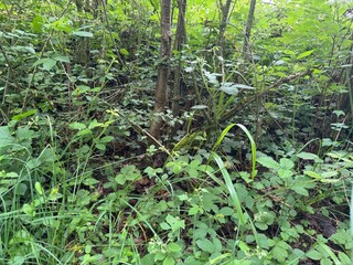 vegetable garden in the garden