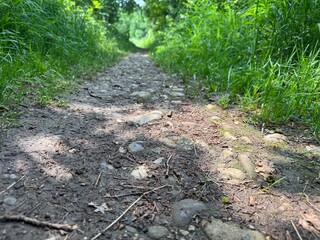 dirt road in the forest