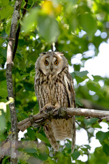 A long-eared owl sits on a branch in the forest with its ears down. Vertical photo