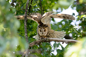 A long-eared owl sits on a branch in the forest and is about to take off with its wings spread. Horizontal photo
