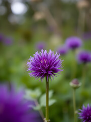 Shallow focus of a purple bastard burdock with blurry background