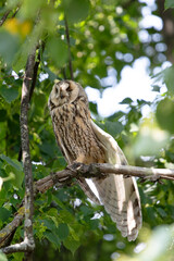 A long-eared owl sits on a branch in the forest with its ears down and one wing spread. Vertical...
