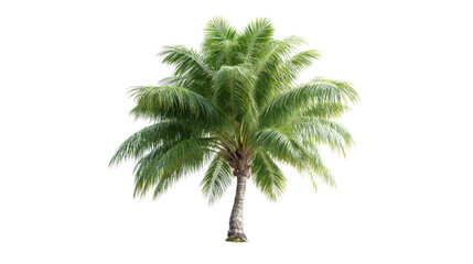 Solitary Palm Tree: A lush, vibrant palm tree stands tall, its verdant fronds swaying gently, a symbol of tropical beauty and serene landscapes.