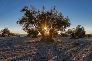 beautiful sunset over the cultivated farmland in centre of Spain with fields full of olive trees which will be ready to harvest in a couple of months time to be used to produce olive oil for export