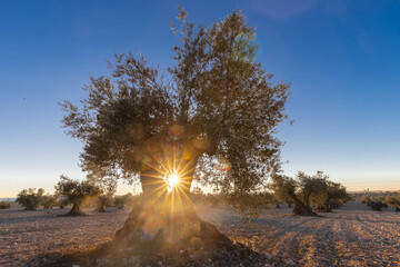 beautiful sunset over the cultivated farmland in centre of Spain with fields full of olive trees which will be ready to harvest in a couple of months time to be used to produce olive oil for export