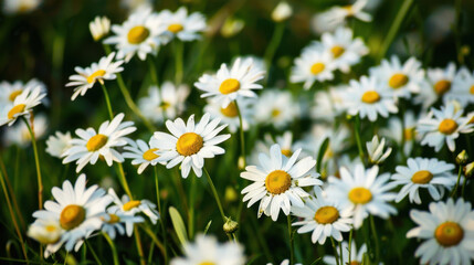 Fototapeta premium daisy flower field