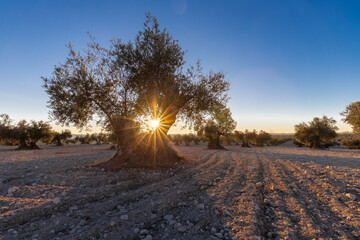 beautiful sunset over the cultivated farmland in centre of Spain with fields full of olive trees...