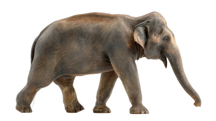 Fototapeta premium Majestic Elephant: A detailed view of a magnificent elephant gracefully strides across the frame, its textured hide and powerful presence a testament to its wild beauty.