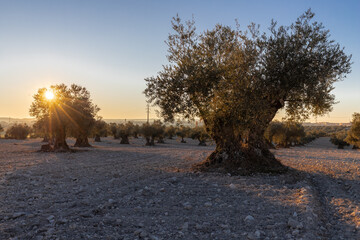 beautiful sunset over the cultivated farmland in centre of Spain with fields full of olive trees which will be ready to harvest in a couple of months time to be used to produce olive oil for export