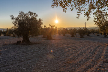 beautiful sunset over the cultivated farmland in centre of Spain with fields full of olive trees which will be ready to harvest in a couple of months time to be used to produce olive oil for export