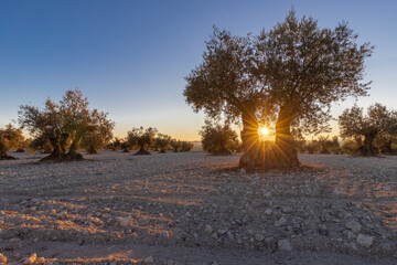 beautiful sunset over the cultivated farmland in centre of Spain with fields full of olive trees...