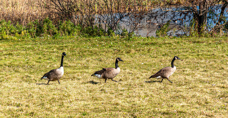 Three Canada geese walking in a row across a grassy field near a pond in Ontario, Canada. A vibrant autumn nature scene showcasing typical Canadian wildlife.