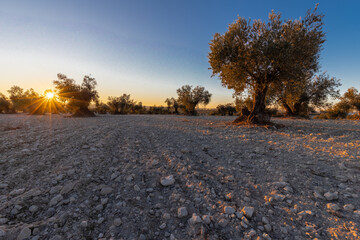 beautiful sunset over the cultivated farmland in centre of Spain with fields full of olive trees which will be ready to harvest in a couple of months time to be used to produce olive oil for export
