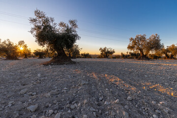 beautiful sunset over the cultivated farmland in centre of Spain with fields full of olive trees...