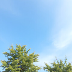 green leaves against blue sky
