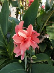 Pink Canna Lily Flower Blooming in Tropical Garden