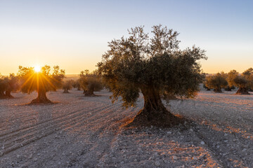 beautiful sunset over the cultivated farmland in centre of Spain with fields full of olive trees...