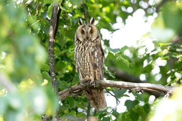 A long-eared owl sits on a branch in the forest horizontal photo