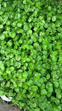 Pegagan or Centella asiatica