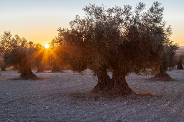 beautiful sunset over the cultivated farmland in centre of Spain with fields full of olive trees which will be ready to harvest in a couple of months time to be used to produce olive oil for export