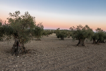 beautiful sunset over the cultivated farmland in centre of Spain with fields full of olive trees which will be ready to harvest in a couple of months time to be used to produce olive oil for export