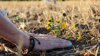 Female hands of farmer planting beautiful yellow flower in the ground at summer season. Arms of agronomist caring for small seedling at sunset. Concept of agricultural business. Slow motion